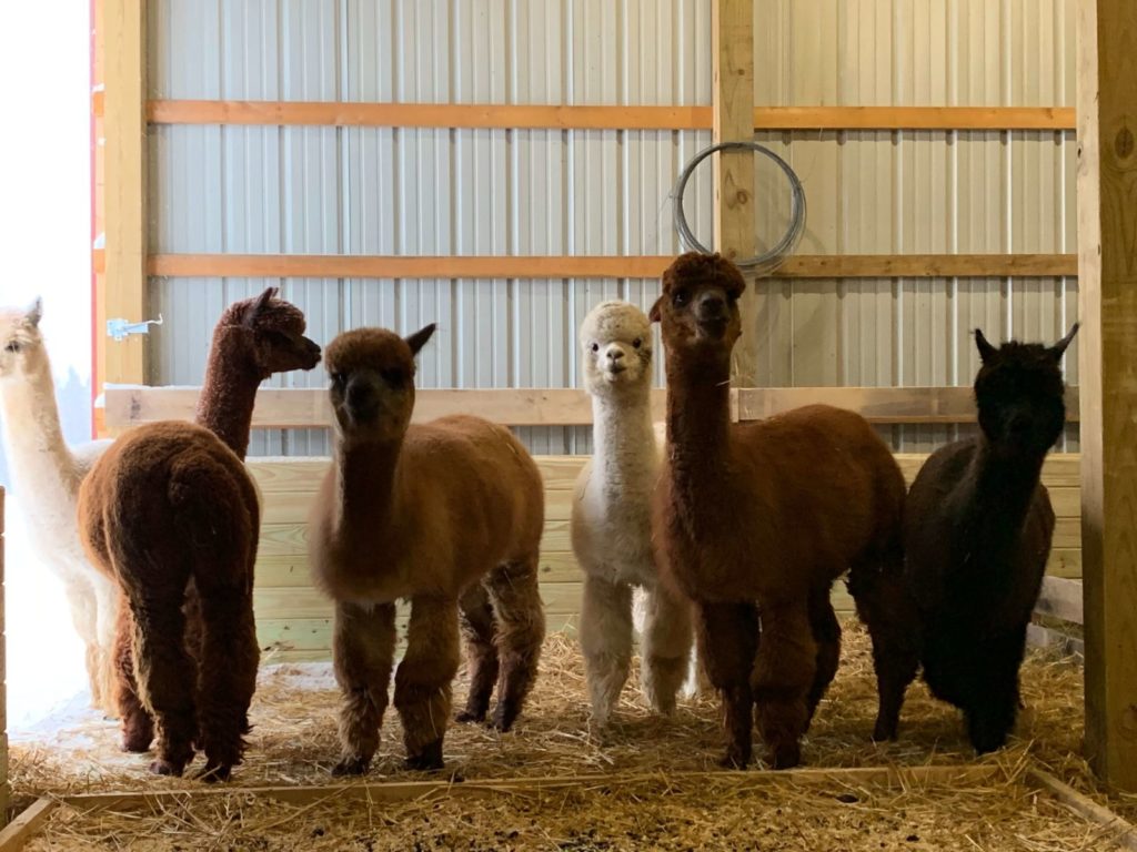 Alpaca Barn Activity