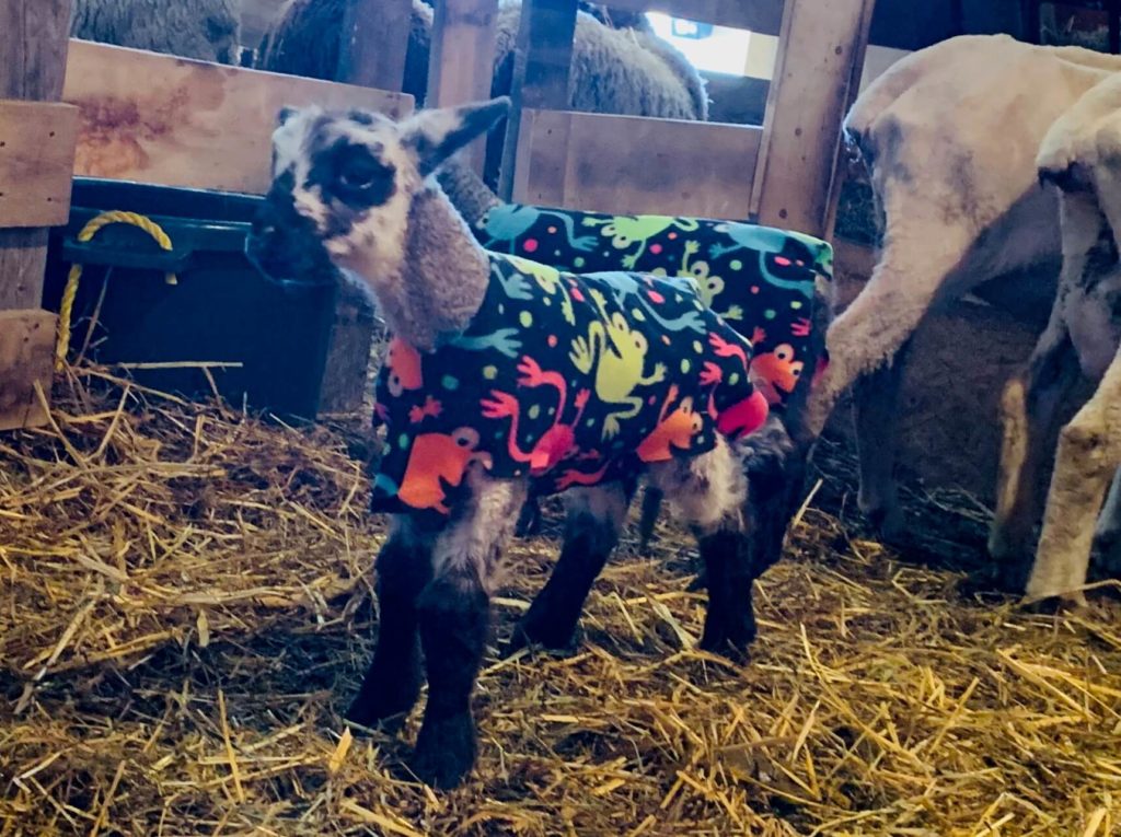 Pajamas with discount sheep on them