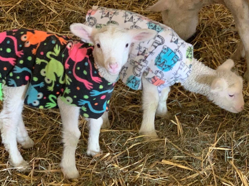 Sheep pajamas outlet