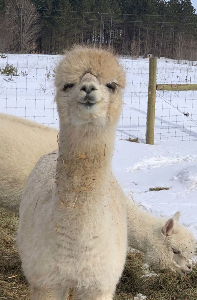 Our Adopted Alpaca the Adorable Little Faith