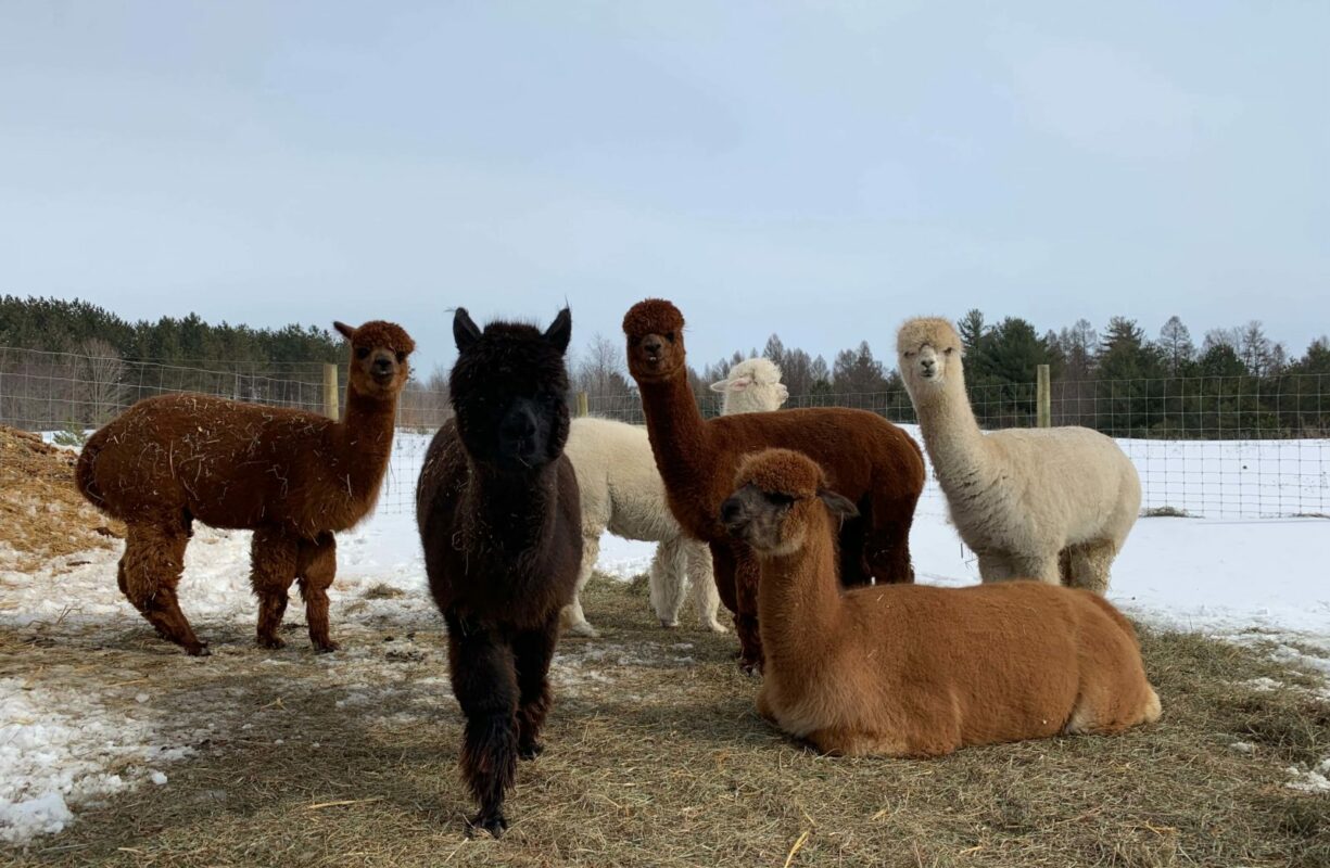 Our Alpaca Ladies Enjoying a Little Warm Weather