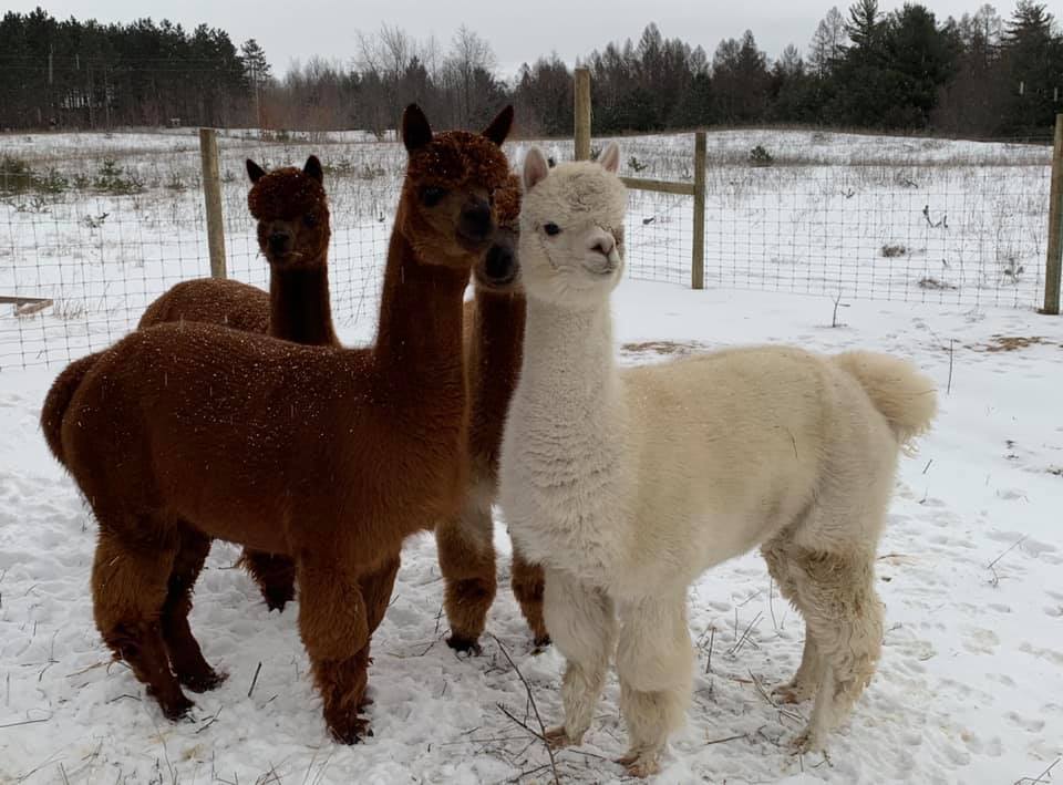 Our First Alpacas Arriving Home