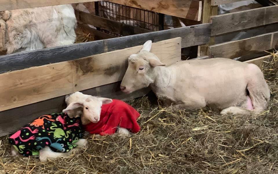 Polypay Ewe and Her Lamb Babies