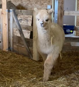 Adel Making Herself at Home in the Barn