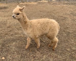 Alpaca Fleece Shorter Fiber / Pale Fawn / Pale Brown Alpaca