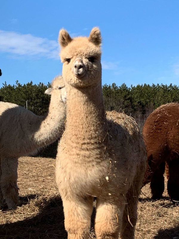 Adel With Full Cria Coat