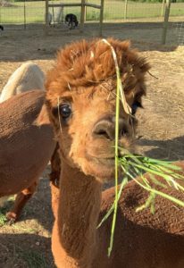 Reba Eating