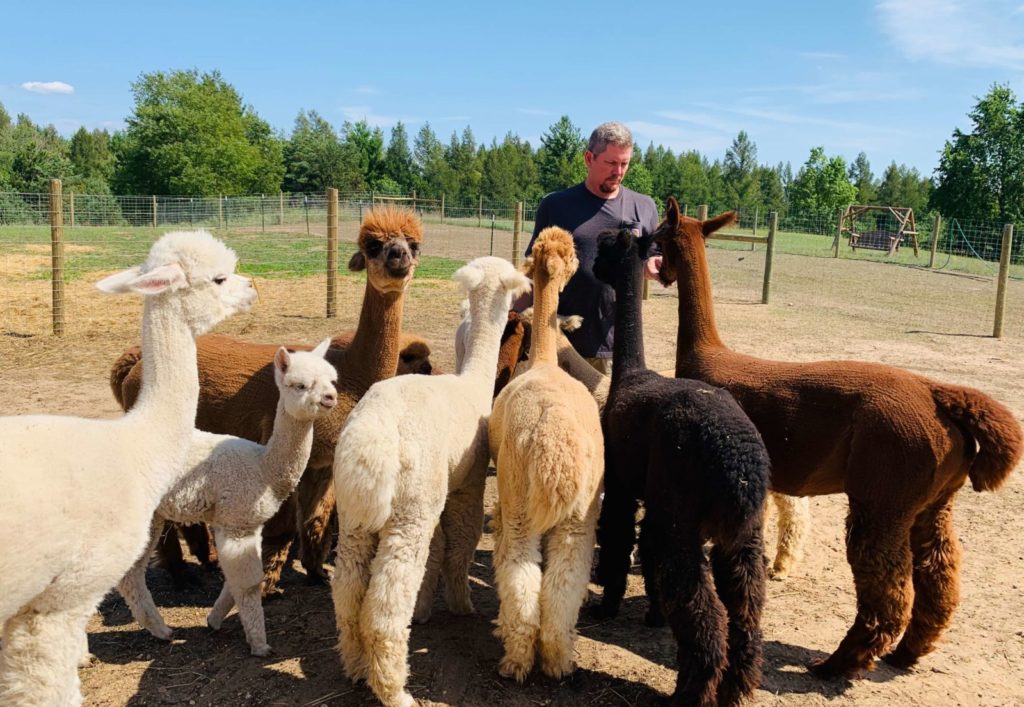 Alpaca Snack Time