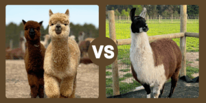 Alpaca vs Lllama Photo