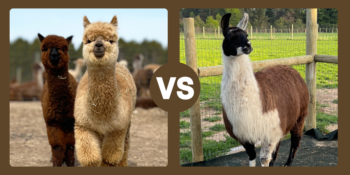 Alpaca vs Lllama Photo