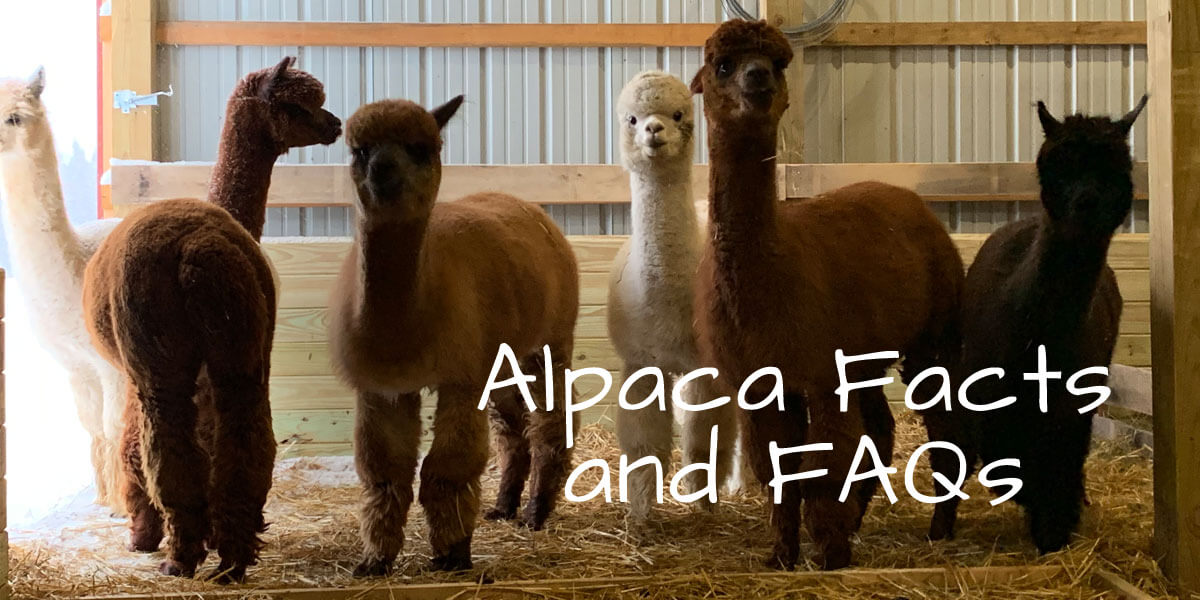 Alpaca Facts, FAQs, and Other Strange Things You Didn't Know to Ask