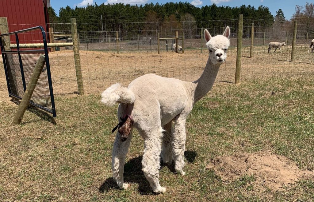 Ariana and the Difficult Alpaca Birth