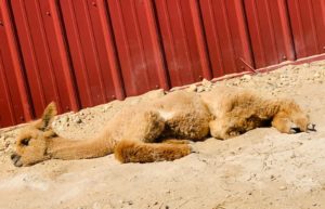 How To Care For An Alpaca Cria - Childs Play Alpaca