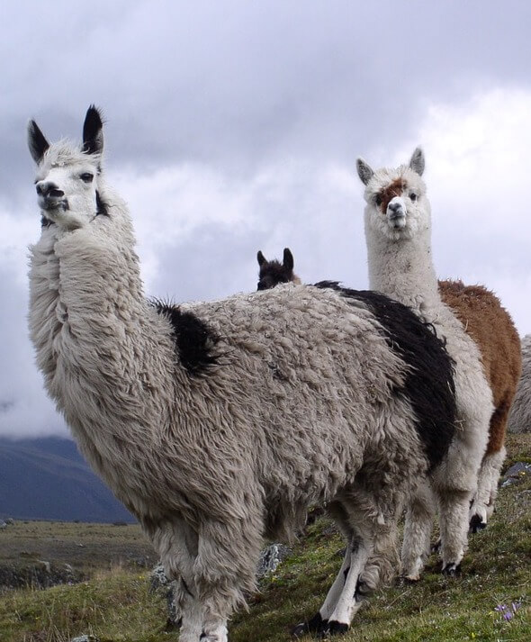 difference between alpacas and llamas