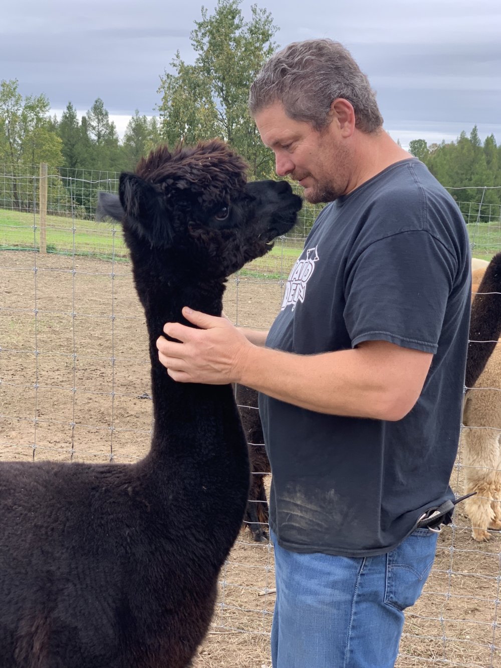 Direct Look into the Face of an Alpaca Fleece Blanket