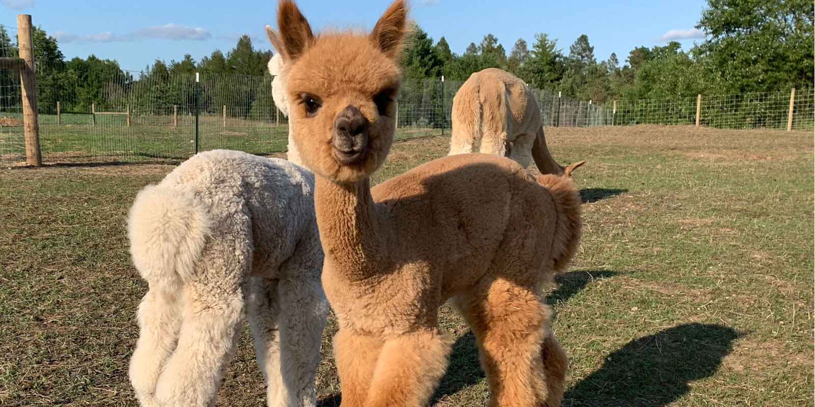 mini alpaca pet