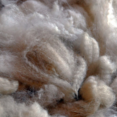 Raw Alpaca Fiber and Fleeces
