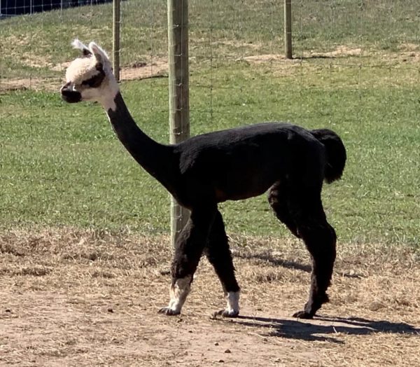 Why is baby alpaca fleece so darn soft!?