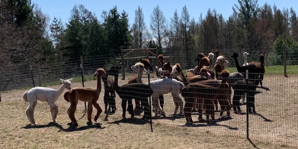 Post Shearing Meet and Greet