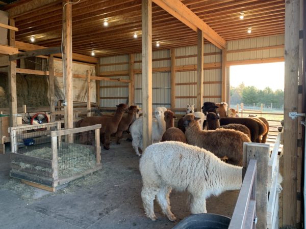 Shearing Waiting Area