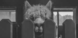 White Alpaca Inside Barn Peeking Over Fence