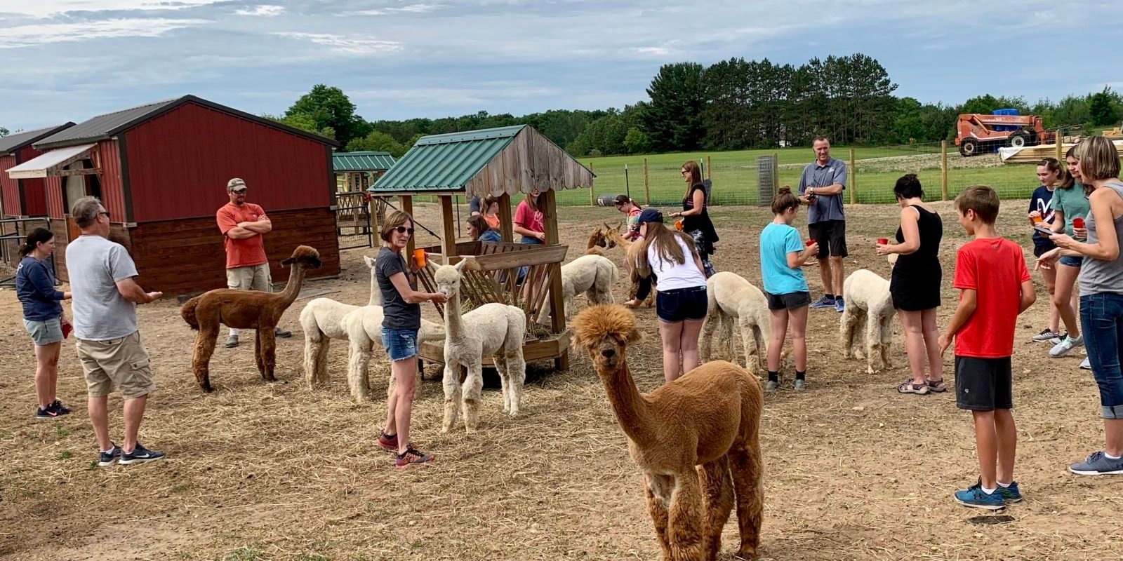 SoftballTeamAlpacaTourSummer