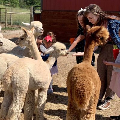 Feeding Alapcas at the Tour