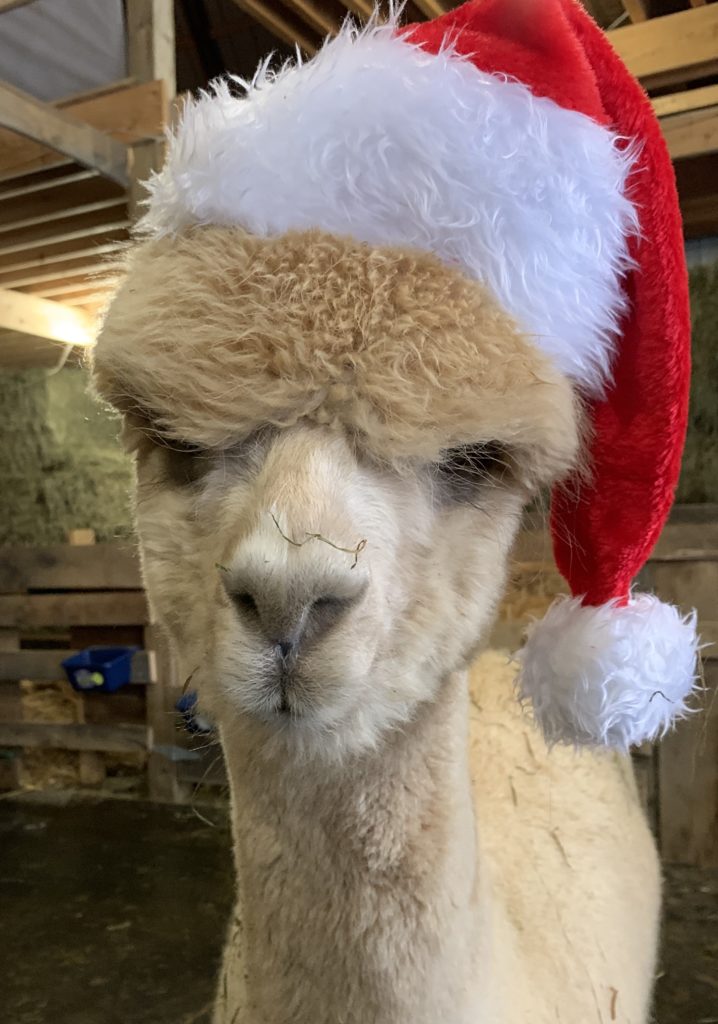 Adel the Alpaca With a Christmas Hat