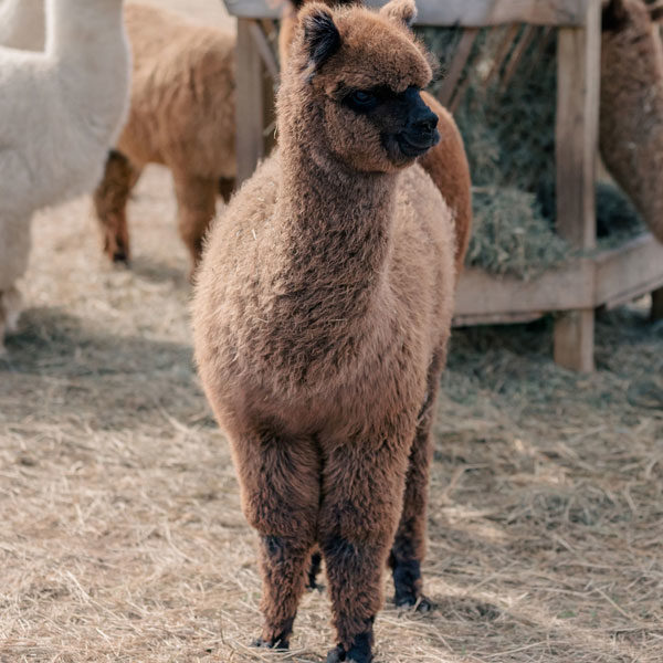 Vicki - Silver Grey Female Alpaca