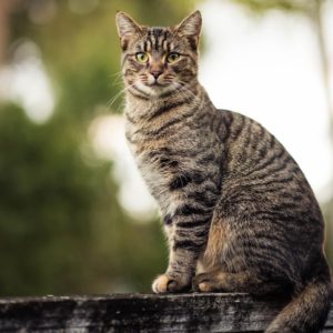 Striped Cat