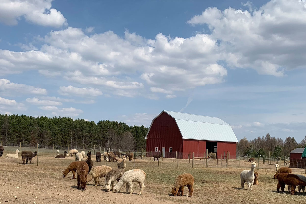 Cotton Creek Farms Alpaca Herd
