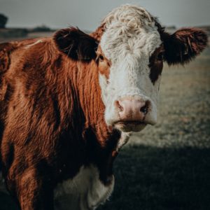 Brown and White Cow