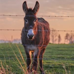 Brown Donkey