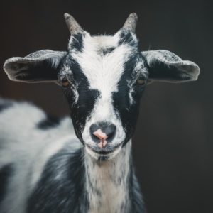 Black and White Goat