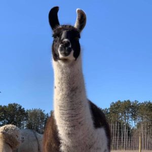 Lucy the Llama