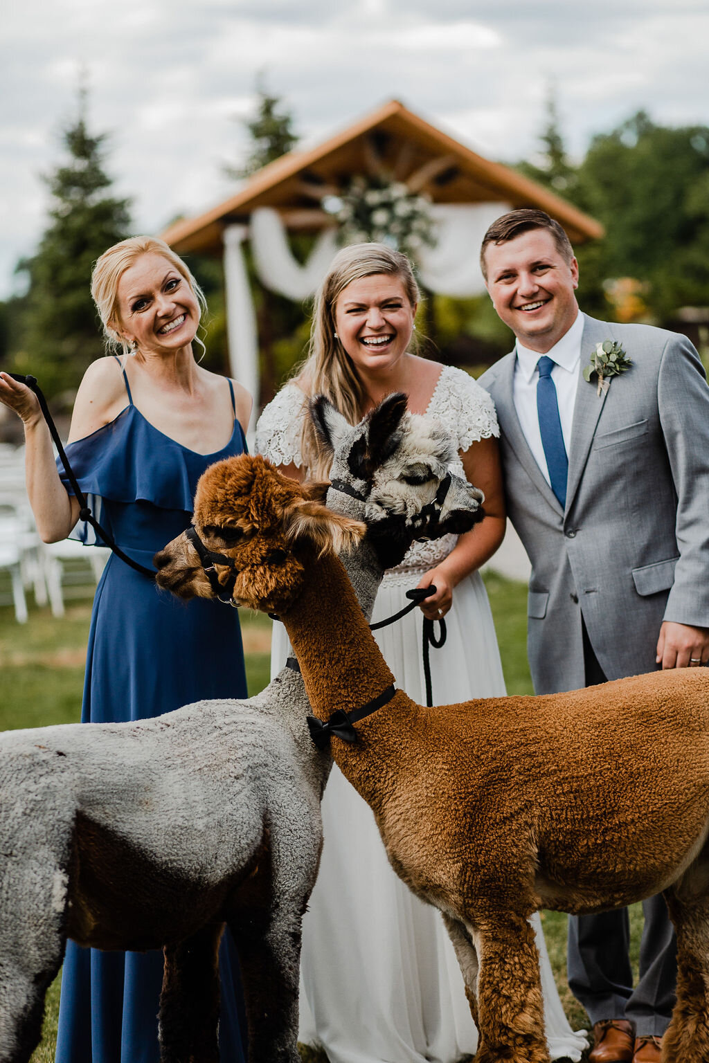 Wedding Fun With the Alpacas
