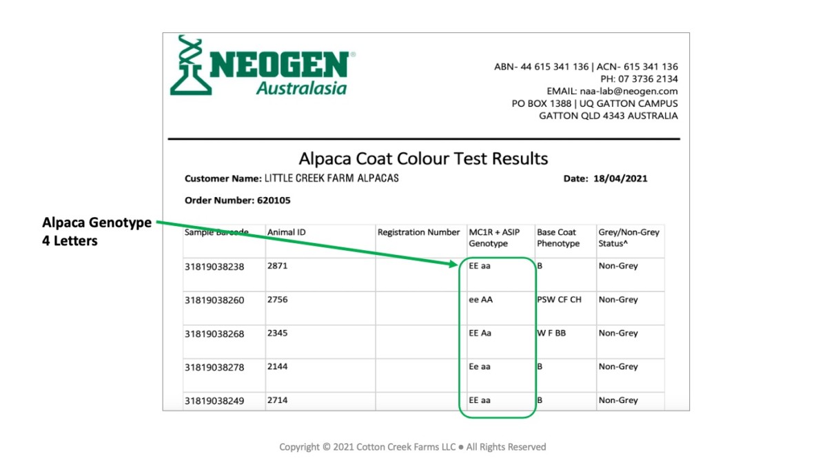 Alpaca Coat Color Test Results Example