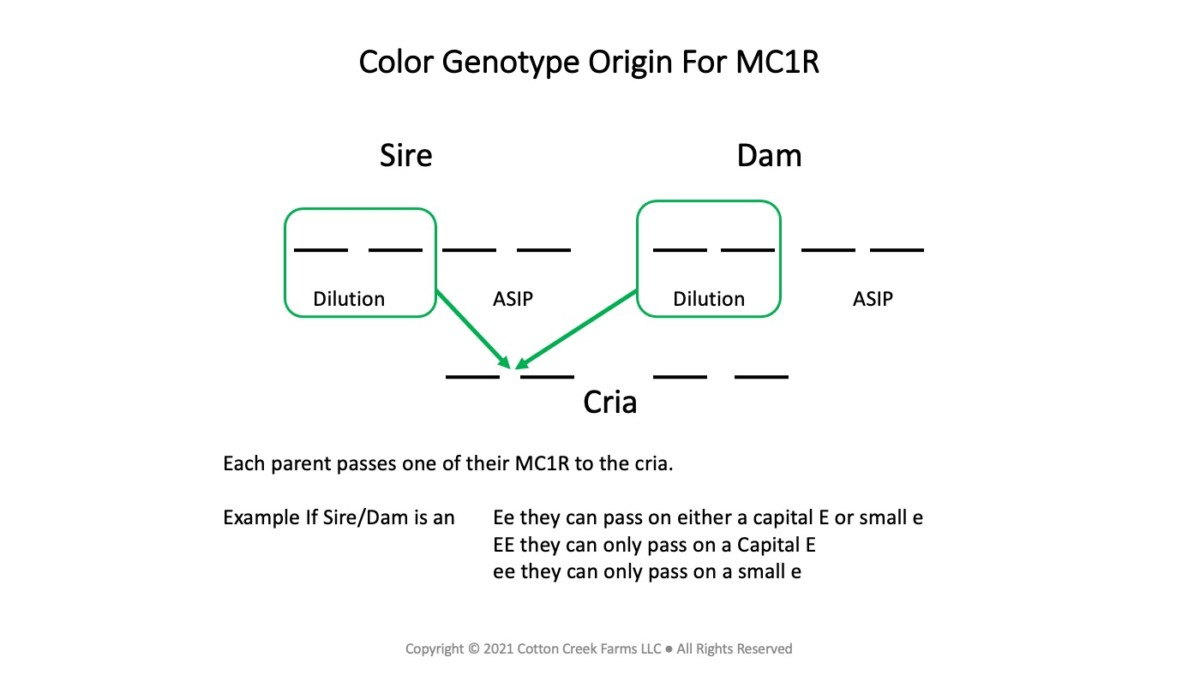 Color Genotype Origin For MC1R