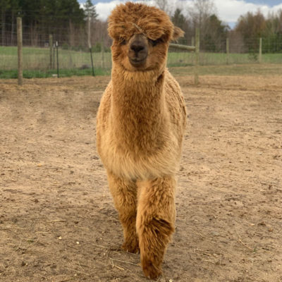 Captain America - Adult Male Alpaca in Fawn Fleece