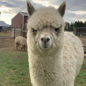 Chase Up Close - Yearling White Male Alpaca