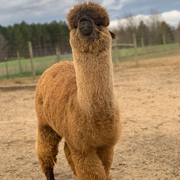 Daredevil - Adult Male Alpaca in Shades of Fawn and Grey