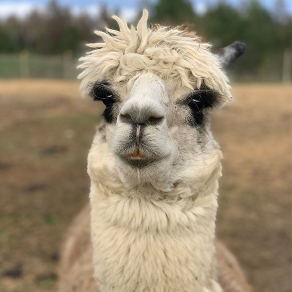 Leviticus - Tuxedo Grey Male Alpaca