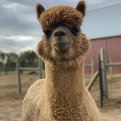 Romeo Up Close - Adult Male Alpaca in Dark Fawn Full Fleece