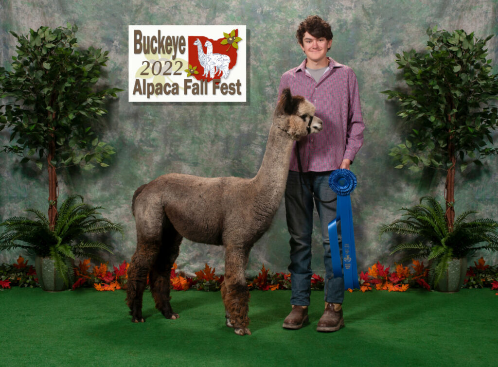 Diva at the Buckeye Alpaca Show in 2022