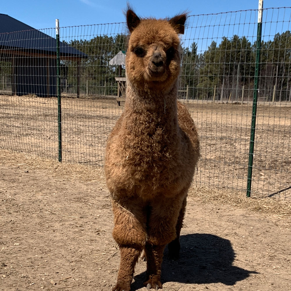 Alpacas for Sale in Michigan | Show & Pet Quality Available