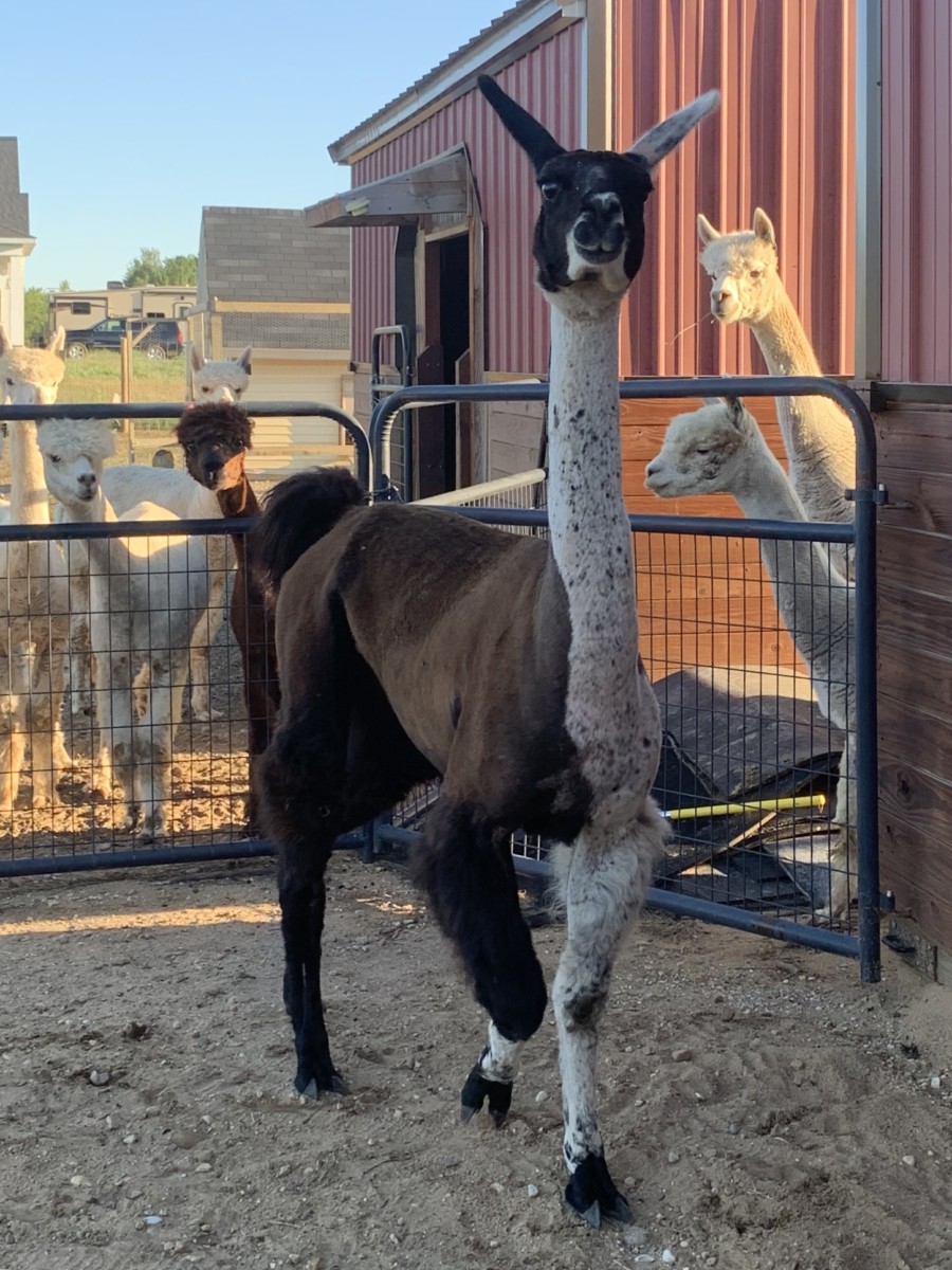 Lucy Upon Arrival to the Farm