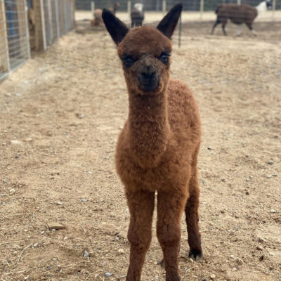 Patrick at Three Weeks