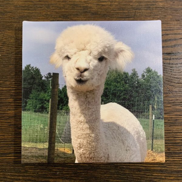 Dolly 8x8 Square Alpaca Print Canvas