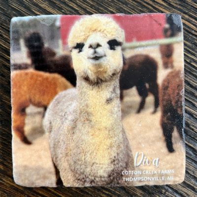 Diva 4"x4" Coaster