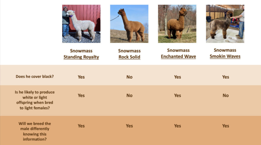 Comparison of Snowmass Male Genotypes